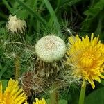 Taraxacum campylodes Fruto