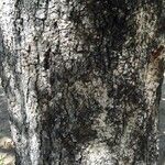 Elaeodendron transvaalense چھال