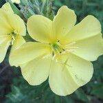 Oenothera biennisᱵᱟᱦᱟ