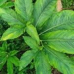 Sauromatum venosum Leaf