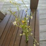 Erigeron strigosus Flower