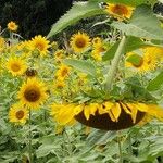 Helianthus annuusFlower