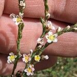 Polygonum equisetiforme Blüte