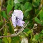 Vicia tetrasperma Fleur