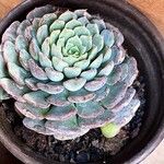 Echeveria minima Ліст