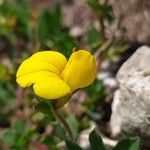 Lotus parviflorus 花