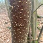 Prunus pensylvanica Bark