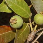 Psidium guineense Fruto