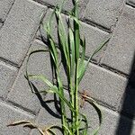 Echinochloa crus-galli葉