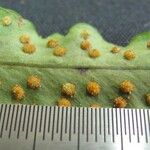 Campyloneurum angustifolium Diğer