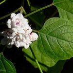 Clerodendrum chinense Blatt