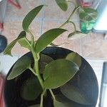 Peperomia serpens Lapas