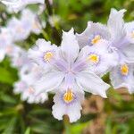 Iris japonica Кветка
