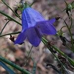 Campanula rotundifoliaFlor