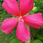 Hibiscus moscheutosFloare