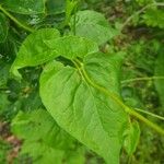 Fallopia scandens Levél