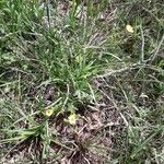 Potentilla aurea Plante entière