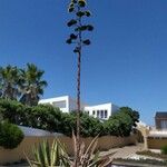 Agave sisalana Floare