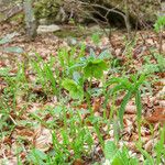 Helleborus viridis Hàbitat
