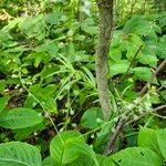 Circaea canadensis Blüte