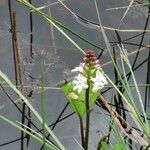 Menyanthes trifoliataBloem