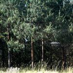Pinus patula 形態