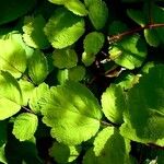 Rubus phoenicolasius Leaf