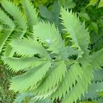 Melianthus major Blatt