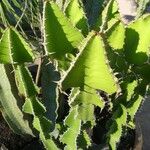 Euphorbia cooperi Hoja