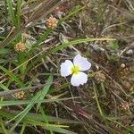 Baldellia ranunculoides फूल