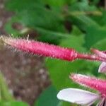 Oenothera gaura Плод