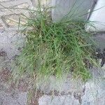 Agrostis stolonifera Feuille