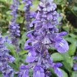 Salvia farinacea Flower
