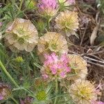 Lomelosia stellata Mbuma