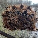 Glycyrrhiza echinata Fruit