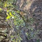 Quercus fusiformis Hoja