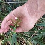 Epilobium palustre Blomst