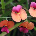 Kennedia coccinea 花