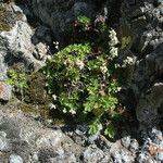 Heuchera merriamii ᱛᱟᱦᱮᱸ