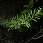 Indigofera lespedezioides Habit