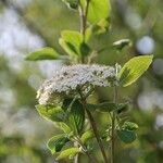 Viburnum lantana Цвят