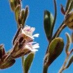 Chaenorhinum rubrifolium Квітка