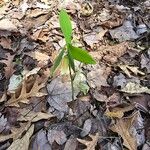 Uvularia sessilifolia Leaf