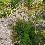 Filipendula vulgaris Habit