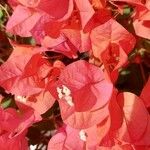 Bougainvillea spectabilis Květ