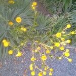 Helichrysum cooperi Цвят