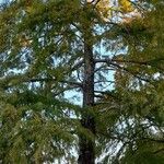 Taxodium distichum عادت داشتن