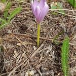 Colchicum alpinumFlower