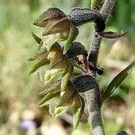 Epipactis microphylla Flower