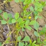 Medicago murex Hoja